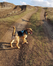 BLOSSOM, Hund, Mischlingshund in Rumänien - Bild 6