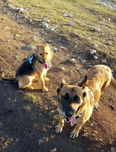 BLOSSOM, Hund, Mischlingshund in Rumänien - Bild 8