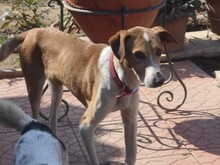 ODIN, Hund, Mischlingshund in Griechenland - Bild 1