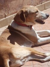 ODIN, Hund, Mischlingshund in Griechenland - Bild 4