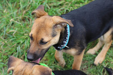 BUBBLES, Hund, Mischlingshund in Rumänien - Bild 13
