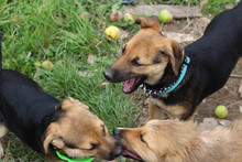 BUBBLES, Hund, Mischlingshund in Rumänien - Bild 15