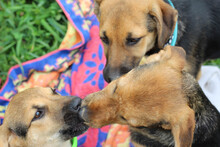 BUBBLES, Hund, Mischlingshund in Rumänien - Bild 16