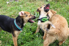 BUBBLES, Hund, Mischlingshund in Rumänien - Bild 5