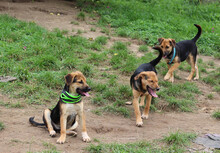 BUBBLES, Hund, Mischlingshund in Rumänien - Bild 6