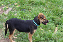 BUBBLES, Hund, Mischlingshund in Rumänien - Bild 9