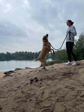 KRONOSZ, Hund, Mischlingshund in Ungarn - Bild 5