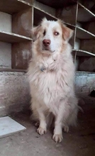 ALIKI, Hund, Mischlingshund in Griechenland - Bild 1