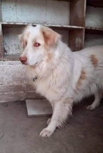 ALIKI, Hund, Mischlingshund in Griechenland - Bild 2