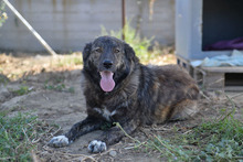 AIKA, Hund, Mischlingshund in Griechenland - Bild 1
