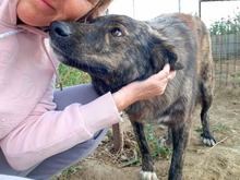 AIKA, Hund, Mischlingshund in Griechenland - Bild 2