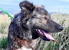 AIKA, Hund, Mischlingshund in Griechenland - Bild 3