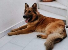 REX, Hund, Mischlingshund in Vaterstetten - Bild 1