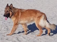 REX, Hund, Mischlingshund in Vaterstetten - Bild 3