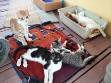 VASSO, Katze, Hauskatze in Griechenland - Bild 4