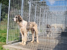 PEPE, Hund, Mischlingshund in Rumänien - Bild 3