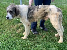 PEPE, Hund, Mischlingshund in Rumänien - Bild 6