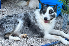 LUCKY, Hund, Mischlingshund in Italien - Bild 11