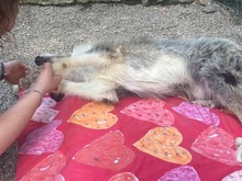 LUCKY, Hund, Mischlingshund in Italien - Bild 2
