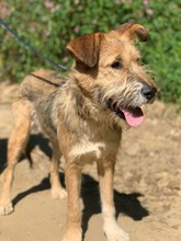 PEGGY, Hund, Mischlingshund in Rumänien - Bild 2
