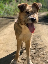 PEGGY, Hund, Mischlingshund in Rumänien - Bild 3