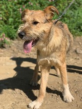 PEGGY, Hund, Mischlingshund in Rumänien - Bild 4