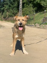 PEGGY, Hund, Mischlingshund in Rumänien - Bild 8