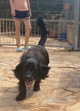 JING, Hund, Mischlingshund in Spanien - Bild 10