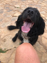 JING, Hund, Mischlingshund in Spanien - Bild 18