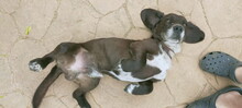 JING, Hund, Mischlingshund in Spanien - Bild 19