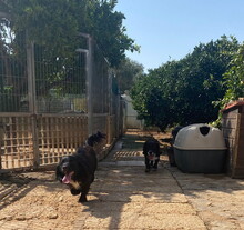 JING, Hund, Mischlingshund in Spanien - Bild 2