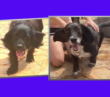 JING, Hund, Mischlingshund in Spanien - Bild 20