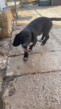JING, Hund, Mischlingshund in Spanien - Bild 3