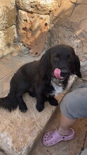 JING, Hund, Mischlingshund in Spanien - Bild 5