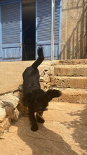 JING, Hund, Mischlingshund in Spanien - Bild 9