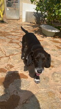 JIANG, Hund, Mischlingshund in Spanien - Bild 10