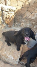 JIANG, Hund, Mischlingshund in Spanien - Bild 7