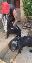 JIANG, Hund, Mischlingshund in Spanien - Bild 9
