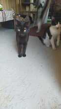 RONY, Katze, Hauskatze in Rumänien - Bild 4