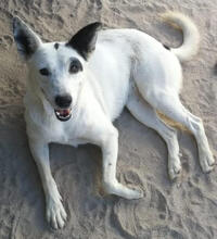 FAISCA, Hund, Mischlingshund in Portugal - Bild 7