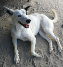 FAISCA, Hund, Mischlingshund in Portugal - Bild 8