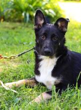 TOMA, Hund, Mischlingshund in Russische Föderation - Bild 1
