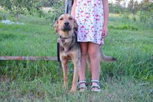 DRUZGOK, Hund, Mischlingshund in Russische Föderation - Bild 12