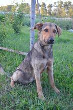 DRUZGOK, Hund, Mischlingshund in Russische Föderation - Bild 13