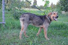 DRUZGOK, Hund, Mischlingshund in Russische Föderation - Bild 14
