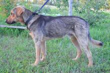 DRUZGOK, Hund, Mischlingshund in Russische Föderation - Bild 16