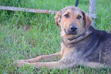 DRUZGOK, Hund, Mischlingshund in Russische Föderation - Bild 20