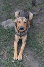 DRUZGOK, Hund, Mischlingshund in Russische Föderation - Bild 21