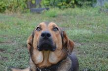 DRUZGOK, Hund, Mischlingshund in Russische Föderation - Bild 3