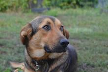 DRUZGOK, Hund, Mischlingshund in Russische Föderation - Bild 4